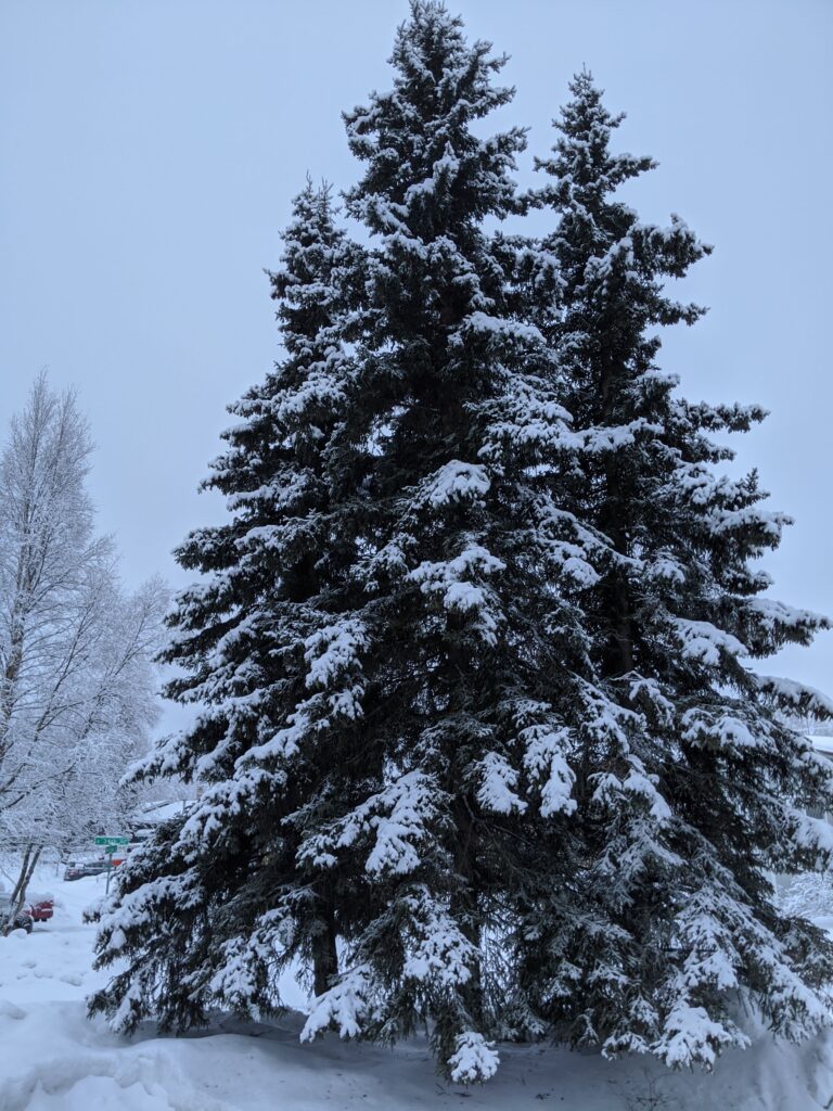 Photo of two large spruce trees covered in snow. The spruce trees obscure the view to the road. 