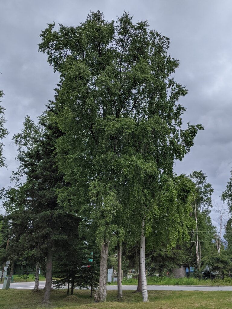 Mature birch trees growing in a landscaped area. 