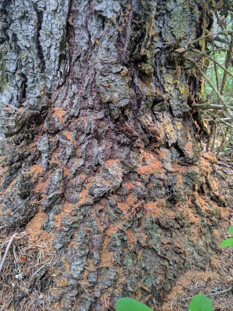 Reddish boring dust collected around the base of the tree and in the cracks in the bark. 