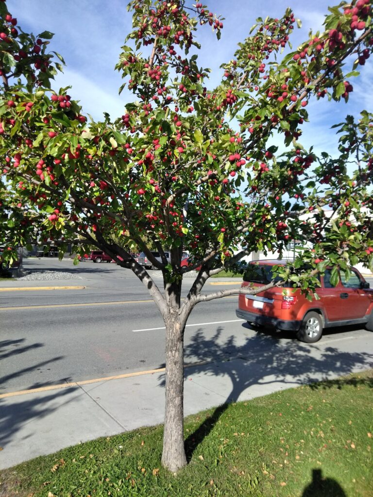 An edible crabapple tree growing next to a city sidewalk.
